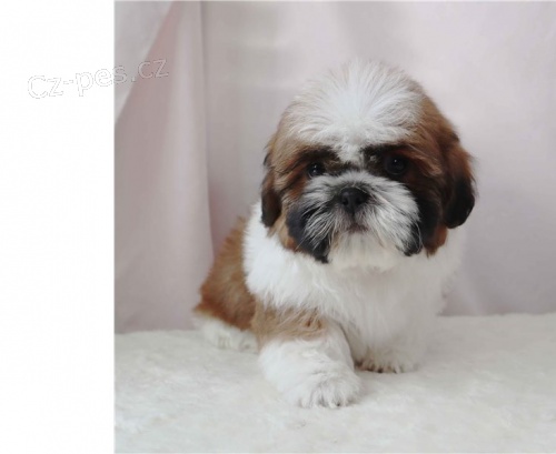 tata shih tzu