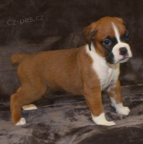 n�meck� boxer �t��ata na prodej