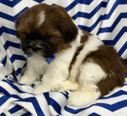 kr�sn� fitz shih tzu k adopci