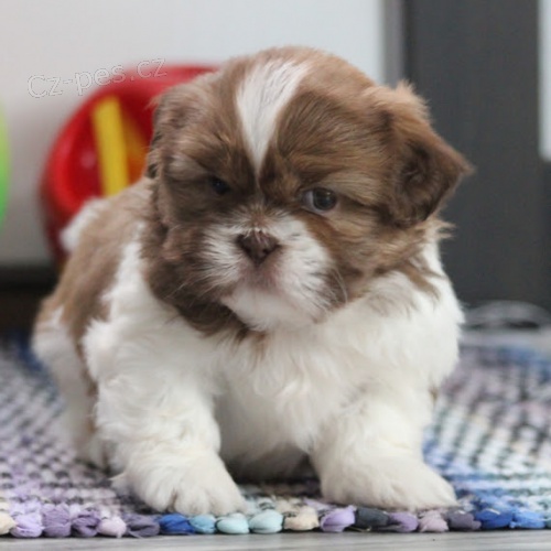 �t��ata shih-tzu na prodej.