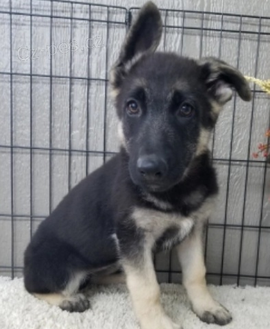 kr�sn� �t��ata n�meck�ho ov��ka k adopci