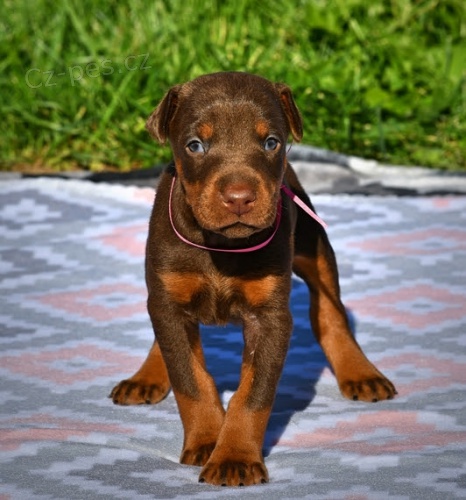 Kr�sn� �t��ata dobermana na prodej.