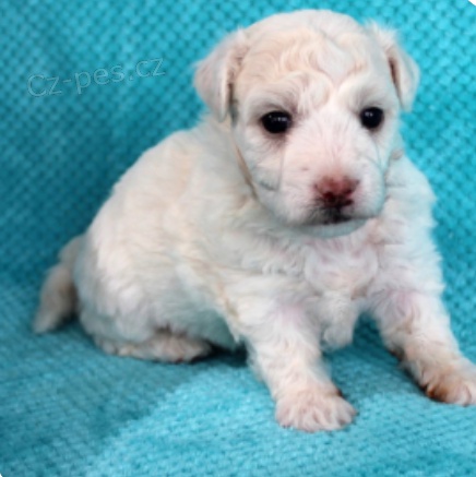 kr�sn� �t��ata Bichon Fritz k adopci