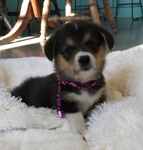Pembroke Welsh Corgi Puppies �t��ata na prodej.