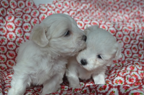 miniaturn� maltsk� �t���tka na prodej.