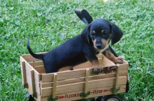 zdrav� �t��ata jezev��k� na prodej