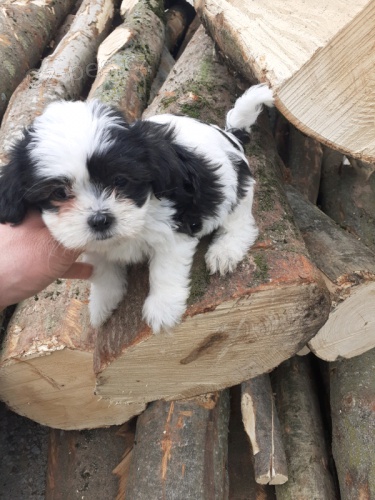 Krsn dvoumsn tata shihtzu