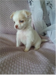 �ivava �t��ata pro adopci zdarma