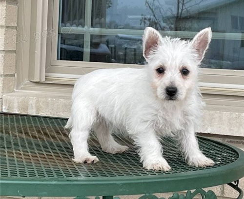 �t��ata West Highland