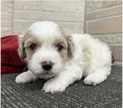 Krsn tata Cavachon k adopci