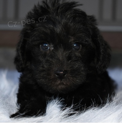 Krsn tata Schnoodle k adopci