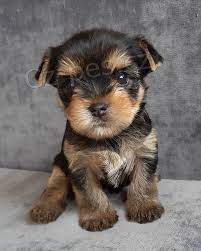 Jork��rsk� teri�r