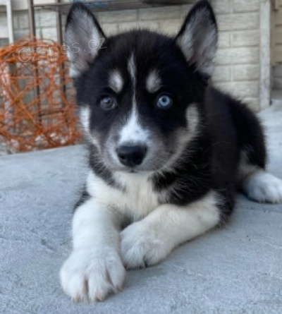 krsn tata siberain husky na prodej