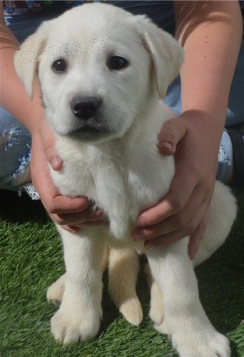 �t��ata labradorsk�ho retr�vra p�ipravena