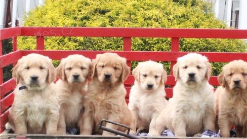 Hrav� �t���tka zlat�ho retr�vra p�ipravena