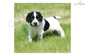 K dispozici �t��ata anglick�ho kokr�pan�la