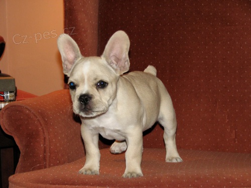 K dispozici �t��ata n�meck�ho loveck�ho teri�ra