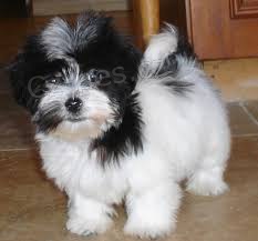 Havansk� �t��ata k dispozici