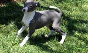 K dispozici �t��ata italsk�ch chrt�