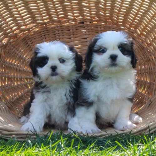 �t��ata Shih Tzu p�ipravena