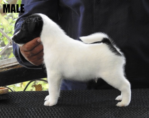 �t��ata Lhasa Apso k dispozici