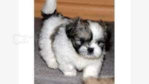 �t��ata Lhasa Apso k dispozici