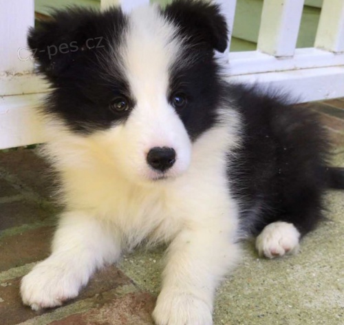kr�sn� �t���tka border kolie