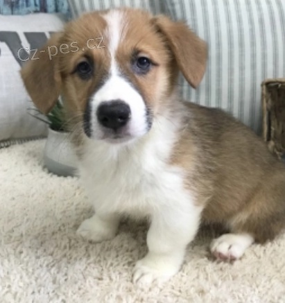 welsh corgi �t��ata pembroke na prodej