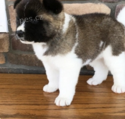 kr�sn� �t���tka Allison Akita na prodej