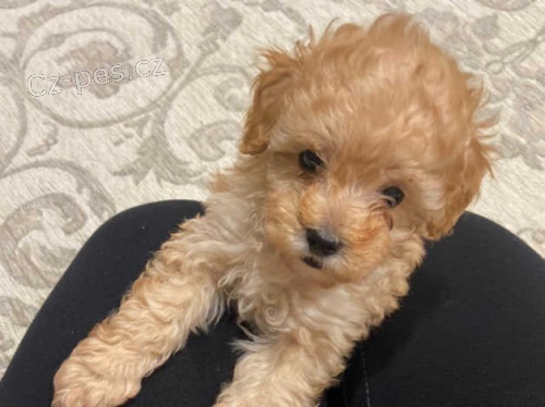 Roztomil� pudl �t��ata