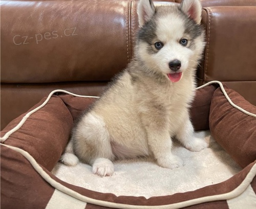 Dom�c� vy�kolen� �t��ata sibi�sk�ho husky k adopci