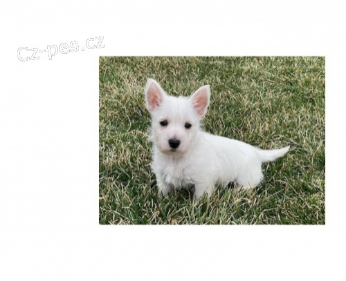 N�dhern� �t��ata West Highland hledaj�c� miluj�c� domov