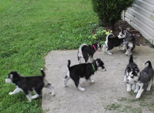 Sibi�sk� husky �t��ata k P�IJET�