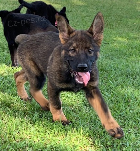 �t��ata n�meck�ho ov��ka k adopci