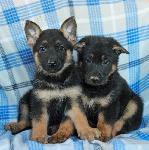 Samci a samice �t��ata n�meck�ho ov��ka k adopci