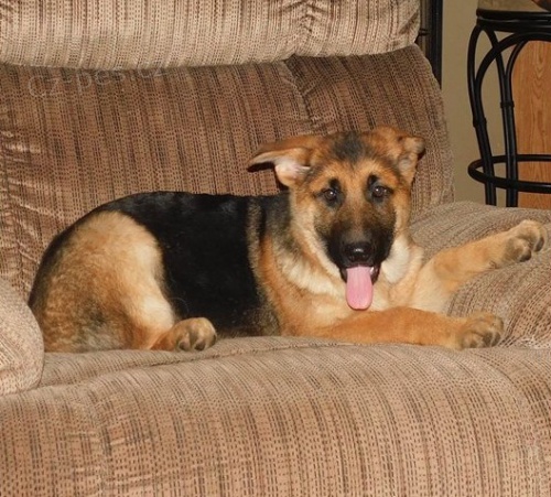 �t��ata n�meck�ho ov��ka k dispozici ...