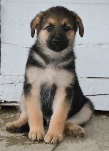 Vy�kolen� �t��ata n�meck�ho ov��ka k dispozici ....