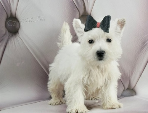   Hrav� �t��ata West Highland White Terrier p�ipravena.