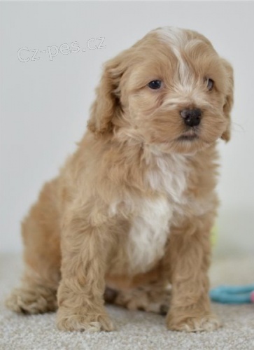 Cockapoo �t��ata na prodej.