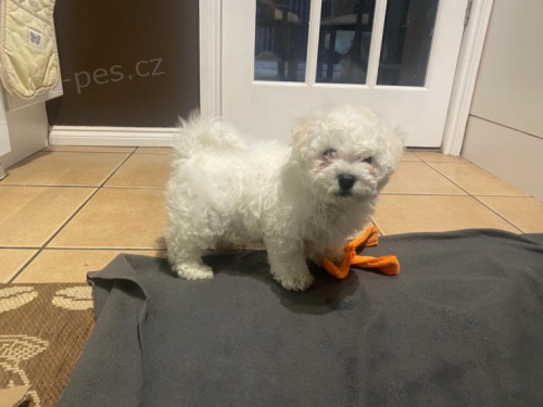 tata Bichon Frise