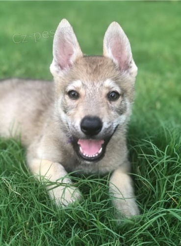 �eskoslovensk�, vl��k �t��ata