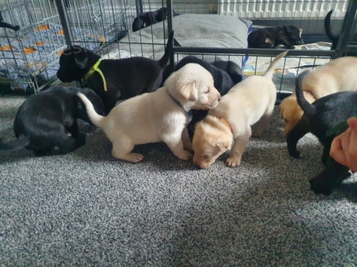 Kr�sn� �t���tka labradora Kc