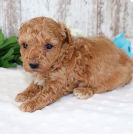 kr�sn� �t���tka pudla na prodej