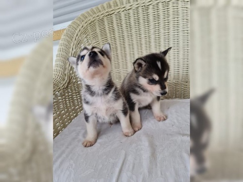 Sibi�sk� husky �t�n�