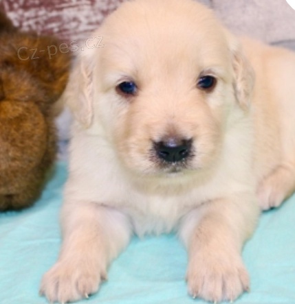 kr�sn� zlat� retr�vr na prodej