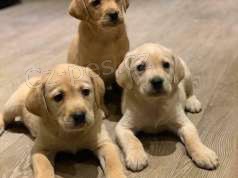 labradorsk� retr�vr