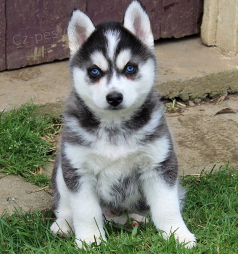 Vz�cn� �t���tka Pomsky pro kr�sn� domov.
