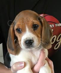 �t��ata beagle jsou nyn� k dispozici