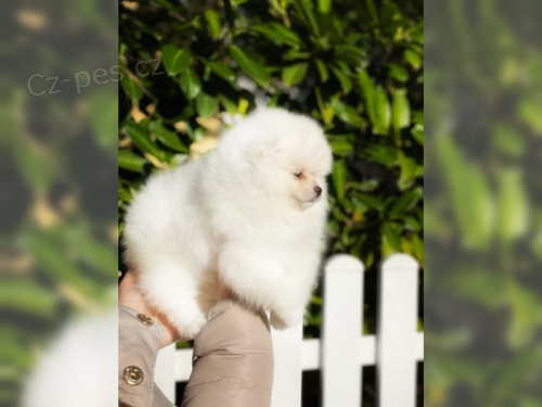 Cistokrevn� Pomeranian �t��ata s pp
