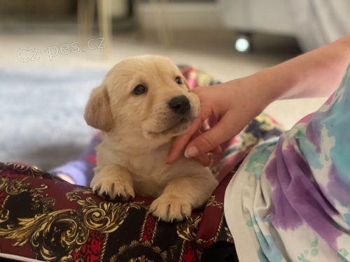 Kr�sn� labradorsk� �t��ata